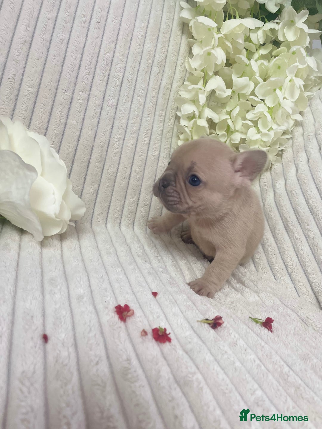 French Bulldog dogs for sale: Brindle & Fawn French Bulldog Puppies - Image 9