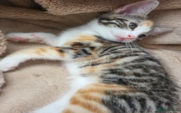 Mixed Breed cats for sale: 2 male kittens  - Image 7