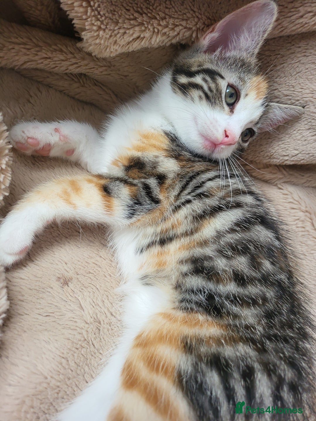 Mixed Breed cats for sale: 2 male kittens  - Image 7