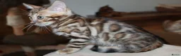 Bengal cats for sale: One Brown Rosette Male Bengal Left! - Advert 27