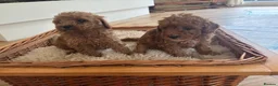Cockapoo dogs for sale: Beautiful litter of Cockapoos for sale  - Advert 4