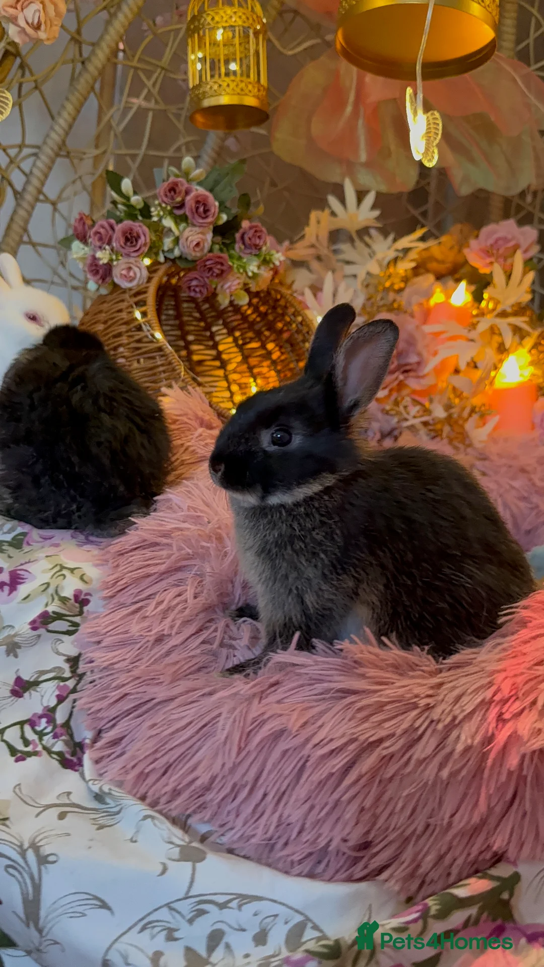 Netherland Dwarf rabbits for sale: Young Netherland dwarf Urgent need of rehoming  - Advert 6