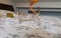 Bengal cats for sale: 🖤🤎🤍 Beautiful Bengal Kittens 🤍🤎🖤 in Barnoldswick - Image 5