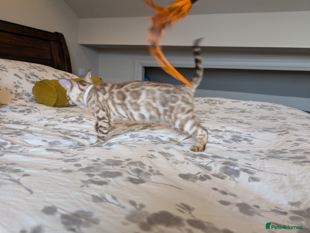 Bengal cats for sale: 🖤🤎🤍 Beautiful Bengal Kittens 🤍🤎🖤 in Barnoldswick - Image 5