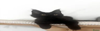 Maine Coon 6