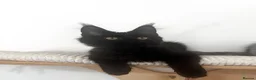 Maine Coon cats for sale: Adorable Gccf registered Mainecoons  - Advert 11