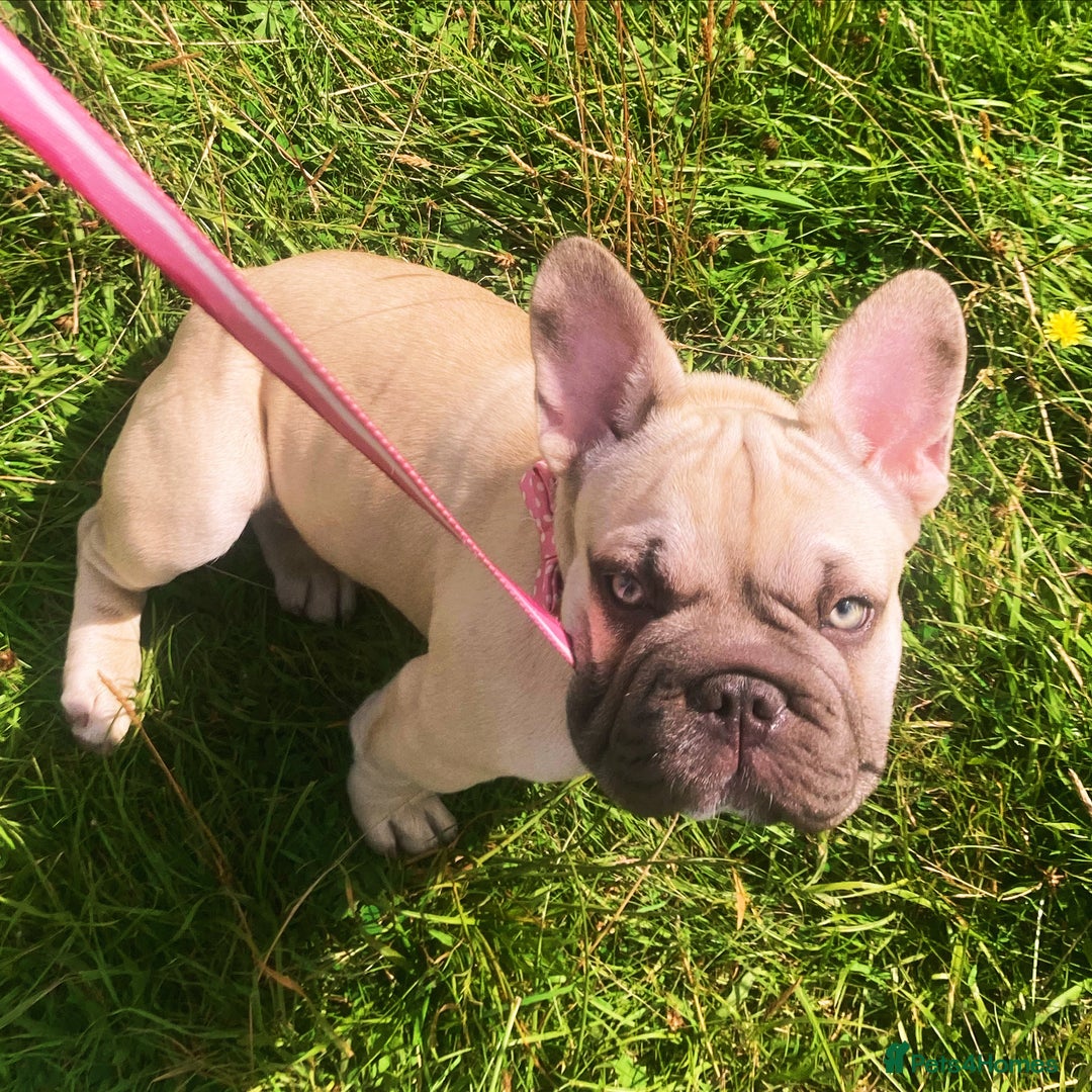French Bulldog dogs for sale: French bulldog  - Image 9