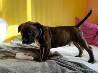Staffordshire Bull Terrier dogs 🔥 LAST 2 BOYS 🔥 Ready to Go ✨✨✨ - Advert 4