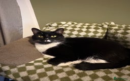 American Shorthair cats for sale: 2 cats in need of a new home - Advert 1