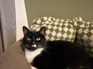 American Shorthair cats 2 cats in need of a new home - Advert 5