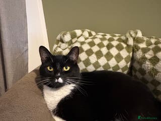 American Shorthair cats 2 cats in need of a new home - Advert 1