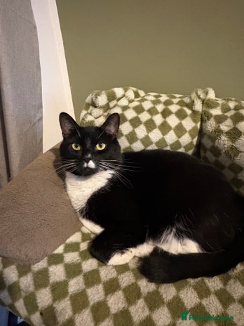 American Shorthair cats 2 cats in need of a new home - Advert 1