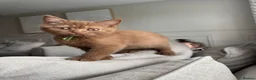 British Shorthair cats for sale: 🏆 bloodlines, Health tested patents, Gccf reg  - Advert 4