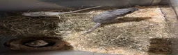 Gerbil rodents for sale: 3 Female Gerbils looking for a home - Advert 3