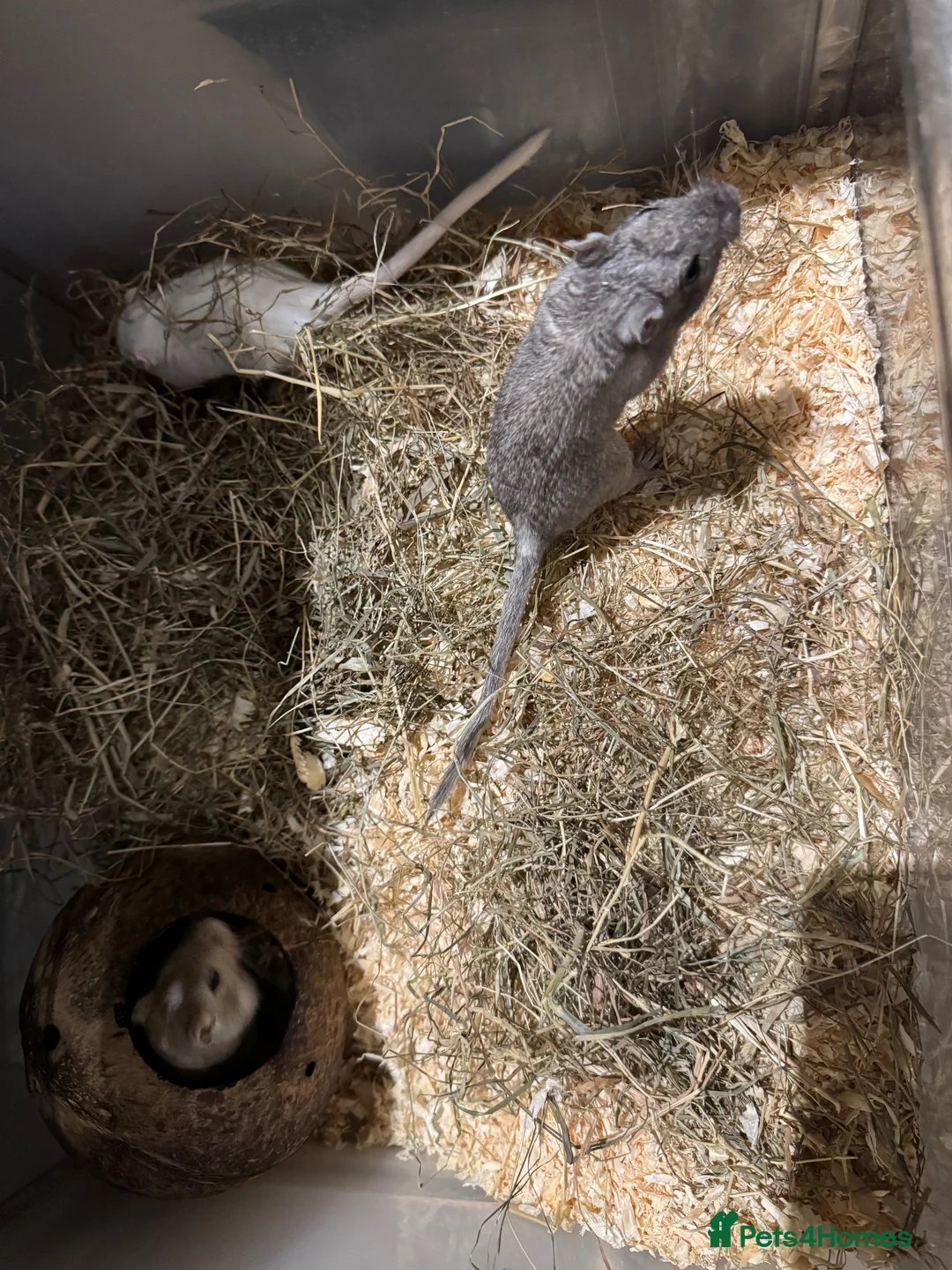 Gerbil rodents for sale: 3 Female Gerbils looking for a home - Advert 3