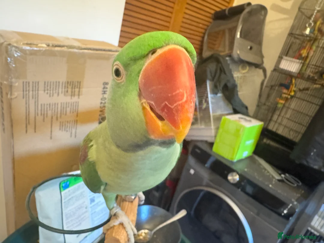 Parakeets birds for sale: DNA Certified Alexandrine Male Baby - Advert 3