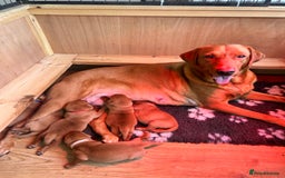 Labrador Retriever dogs for sale: KC Fox Red Labrador puppies - Image 7