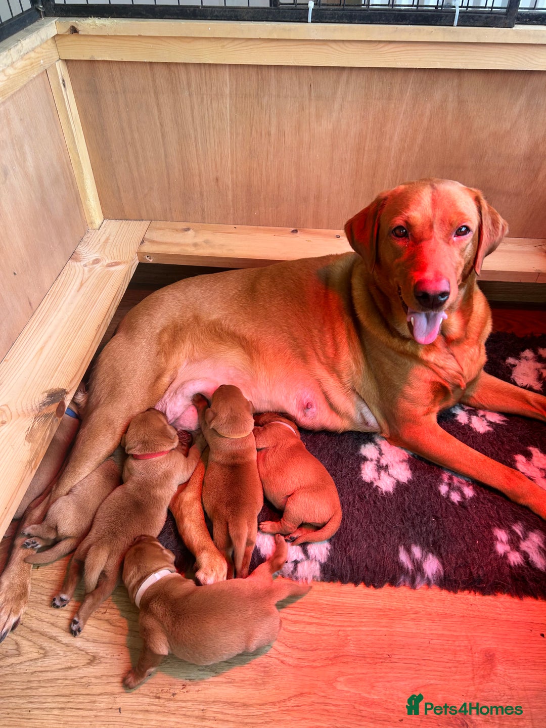 Labrador Retriever dogs for sale: KC Fox Red Labrador puppies - Image 7
