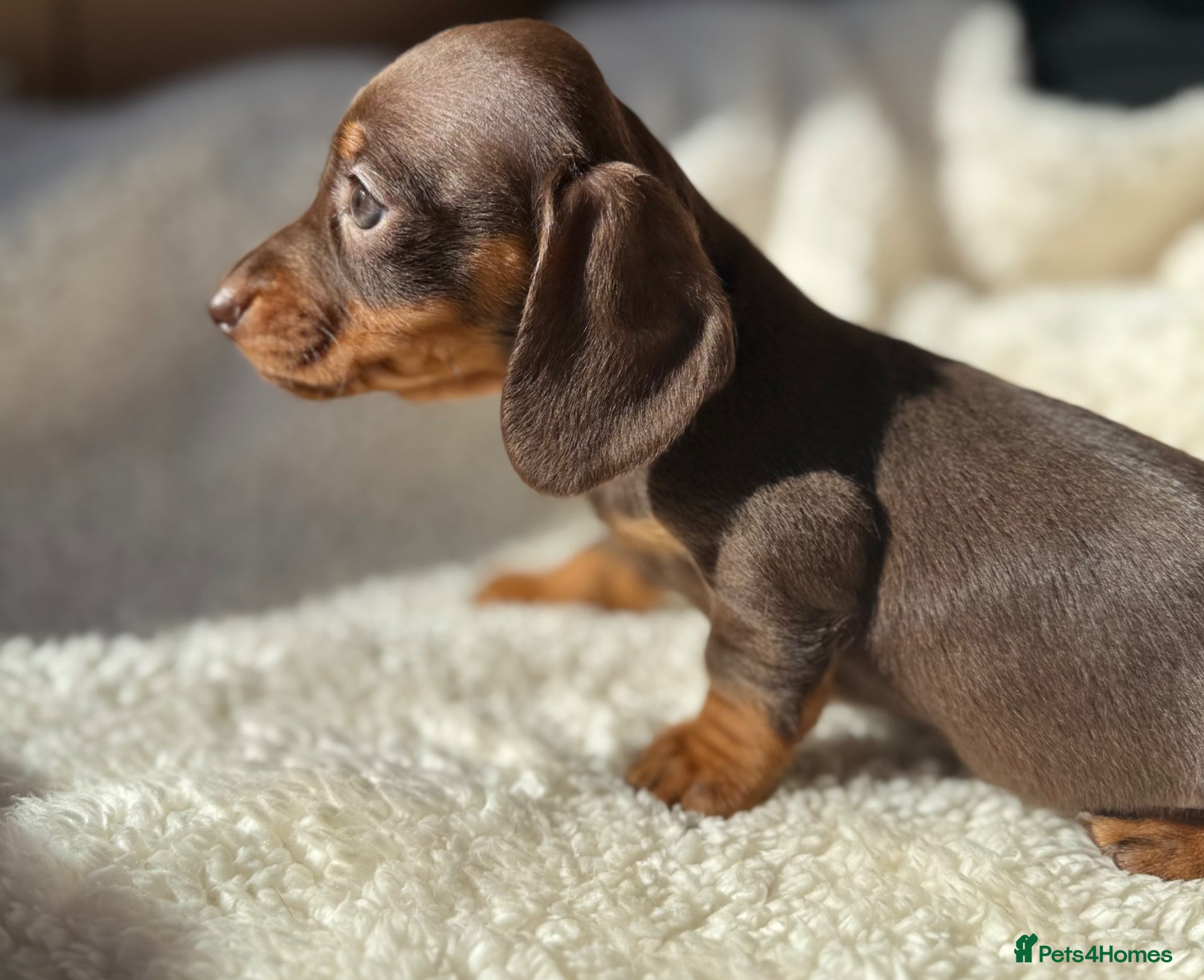 Miniature Dachshund dogs Beautiful miniature dachshund puppies  - Advert 12