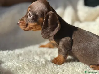 Miniature Dachshund dogs Beautiful miniature dachshund puppies - Advert 12