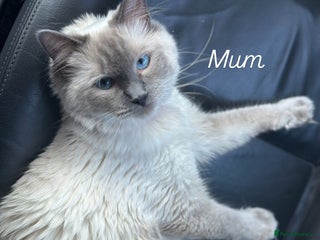 Ragdoll cats CHUNKY FLUFFY PEDIGREE RAGDOLL KITTENS - Advert 1