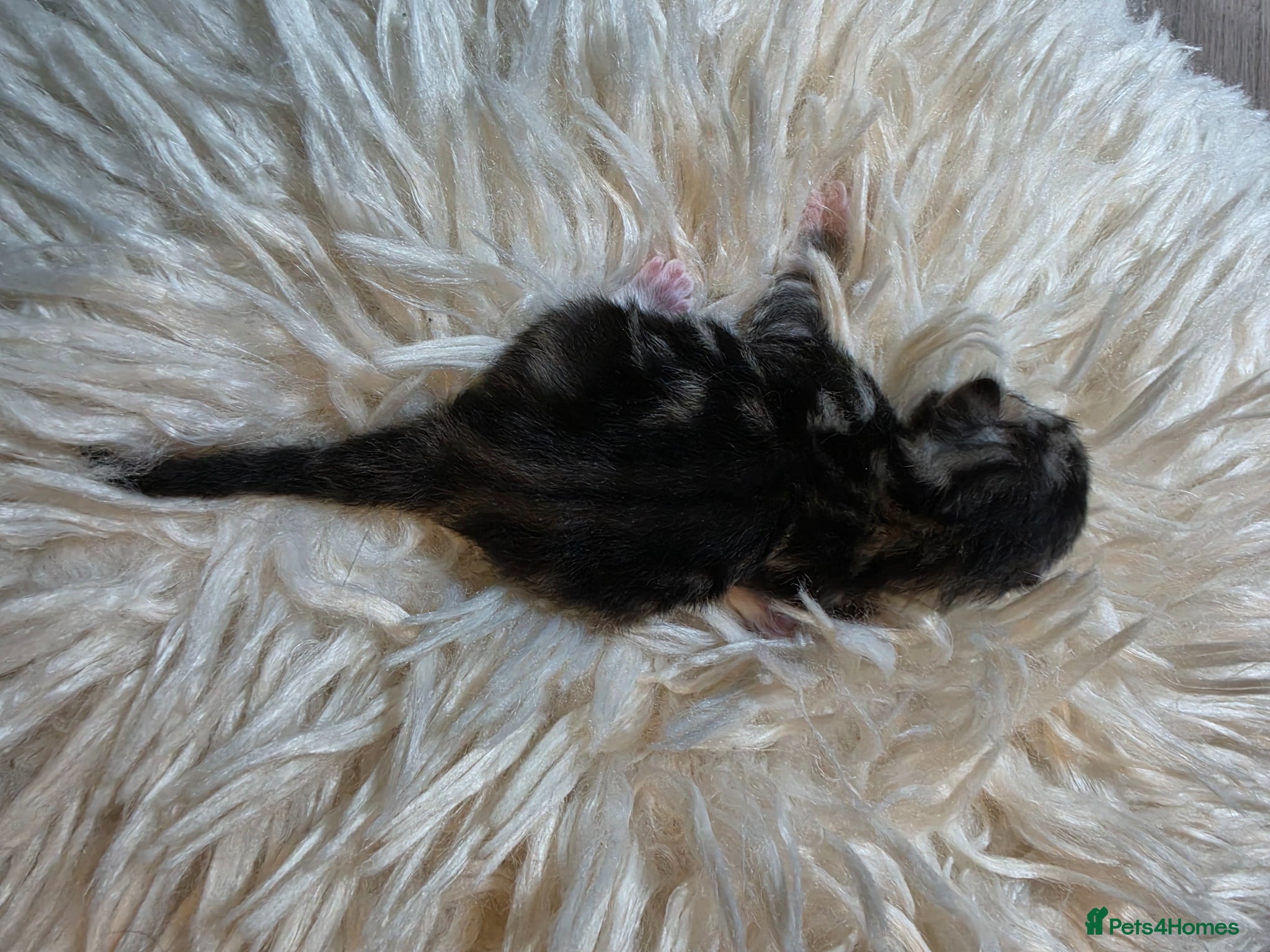 Persian cats for sale: Beautiful Persian Mix Kittens - Advert 40