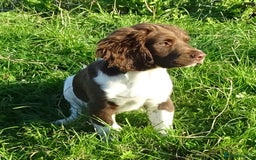 English Springer Spaniel dogs for sale: Two Gorgeous Boy English Springer Spaniel Puppies  - Image 9