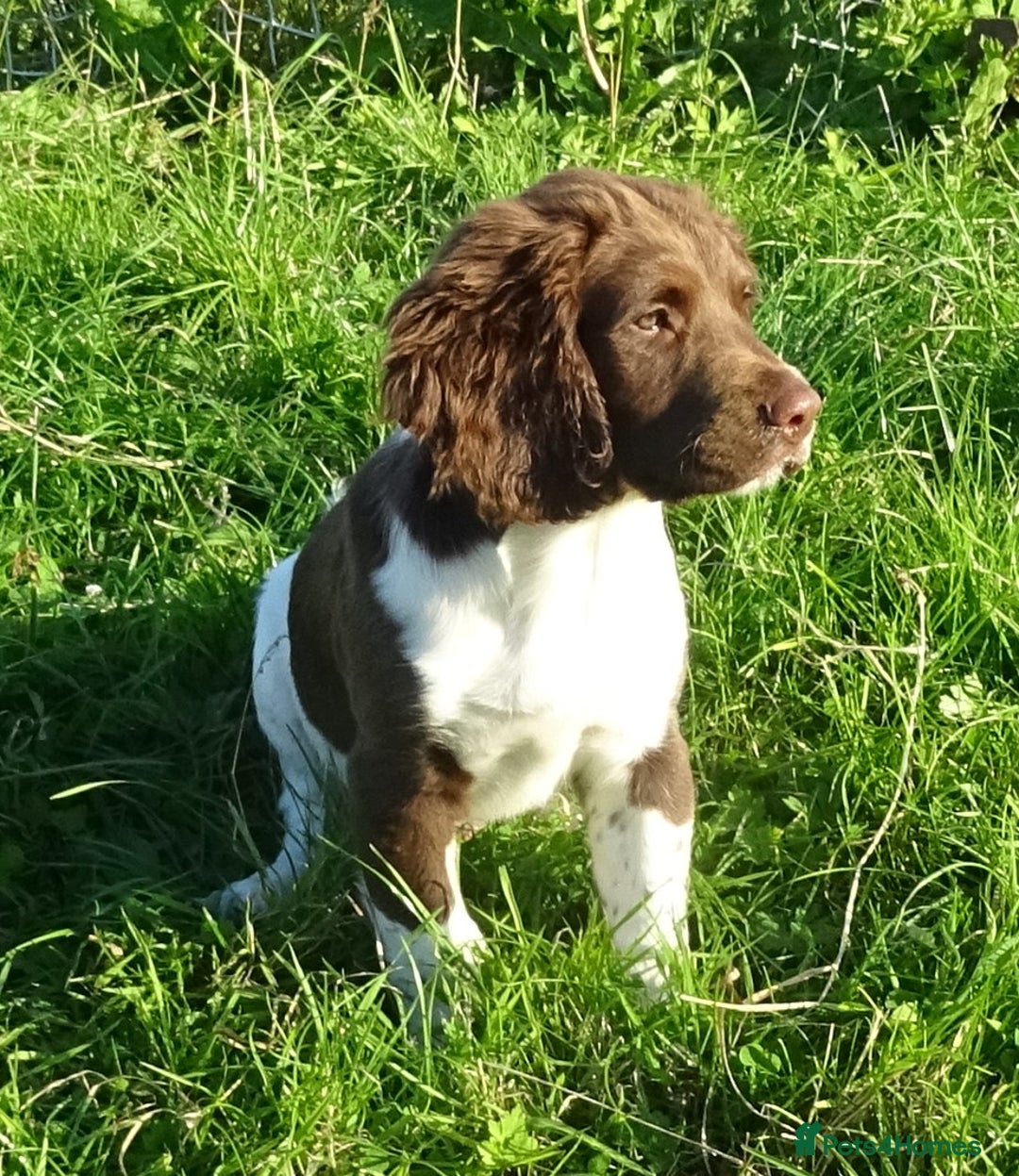 English Springer Spaniel dogs for sale: Two Gorgeous Boy English Springer Spaniel Puppies  - Image 9