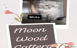 Siberian cats for sale: Litter "W" Neva Masquerade - Image 19