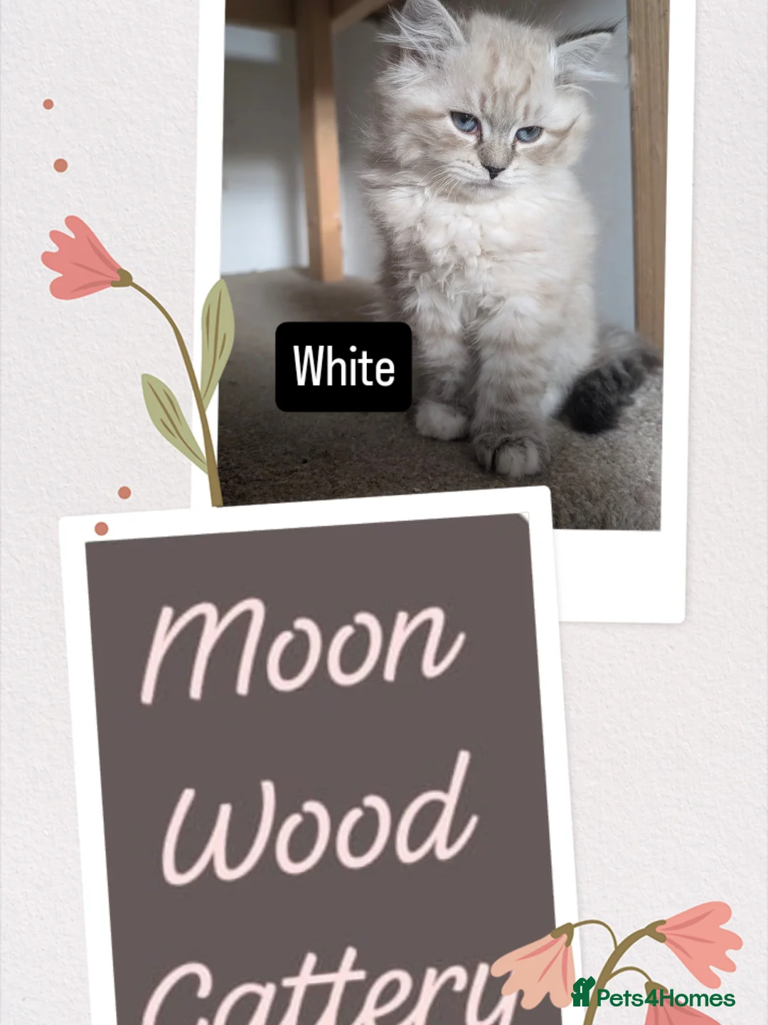 Siberian cats for sale: Litter "W" Neva Masquerade - Image 19