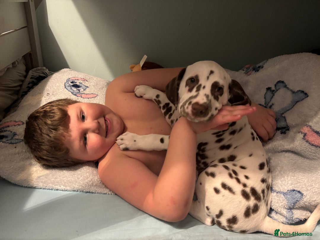 Dalmatian dogs for sale: Stunning mixed litter of Dalmatians  - Advert 30