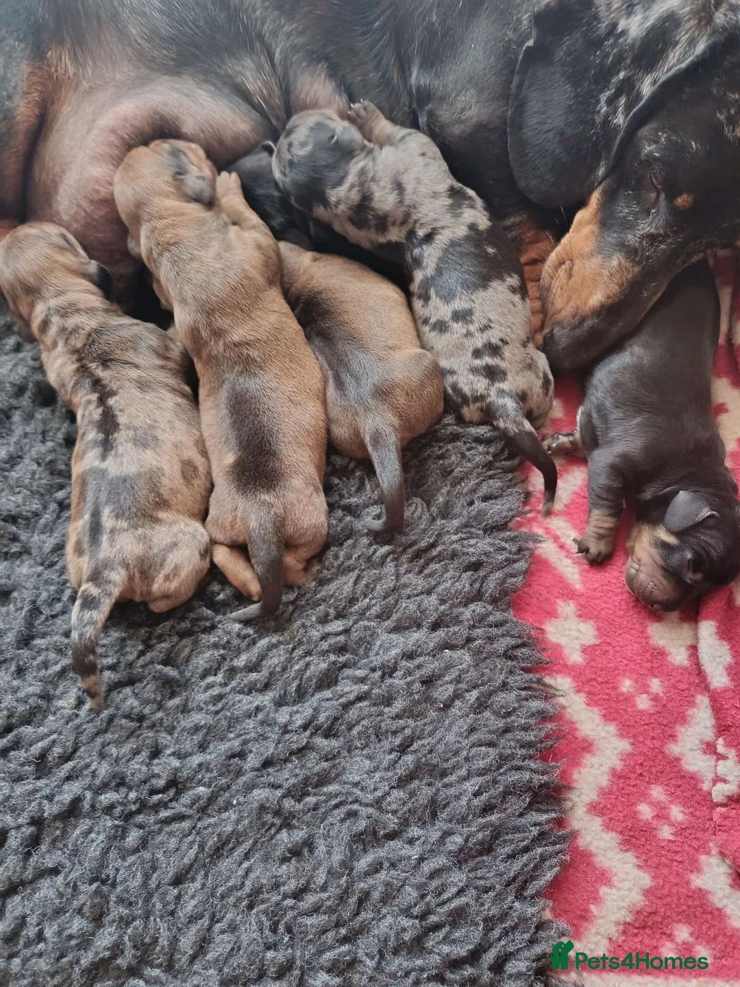 Dachshund dogs for sale: Champion Line Standard Dachshund  in Coventry - Advert 22