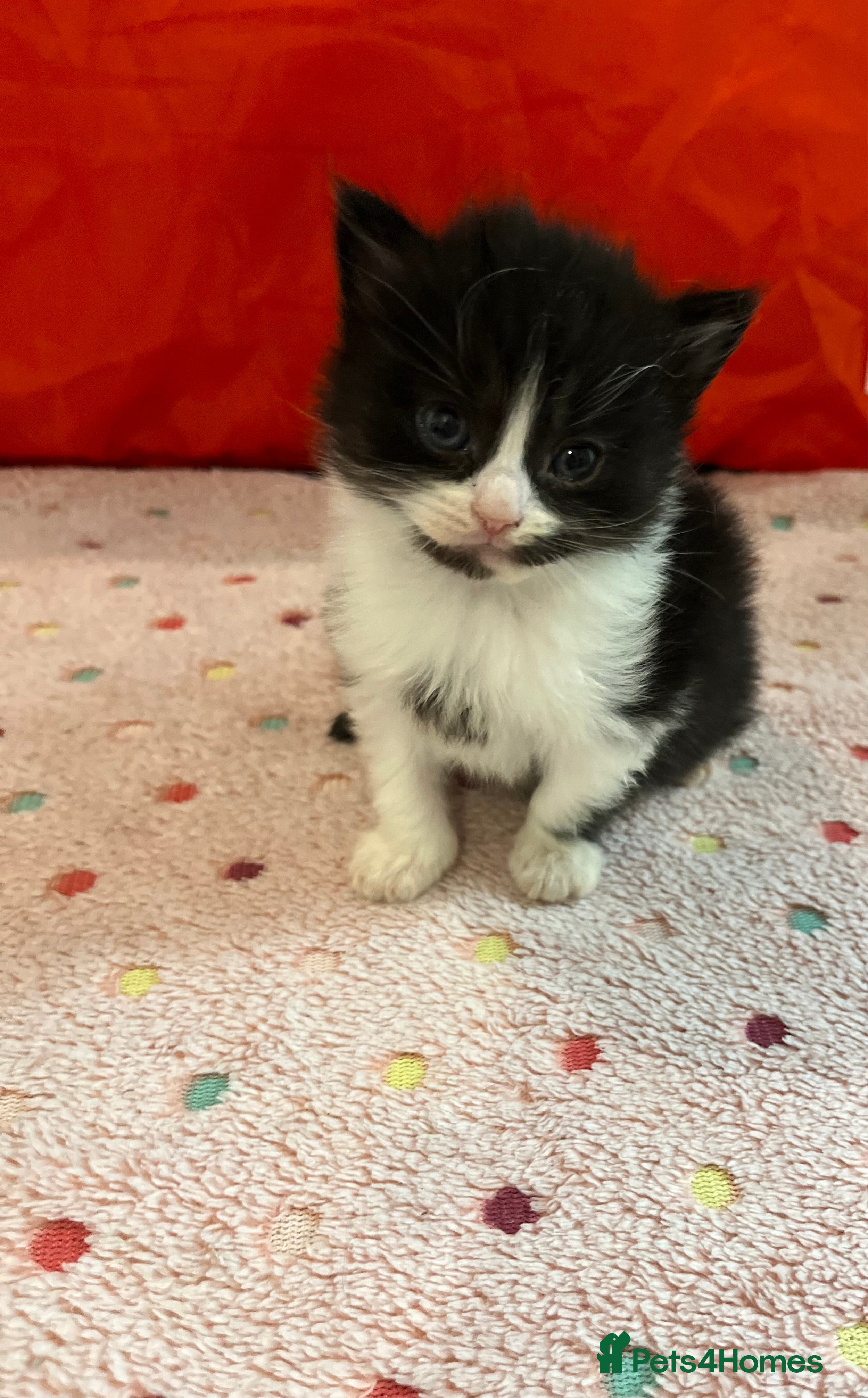 Mixed Breed cats Beautiful kittens for sale 🥰 - Advert 4
