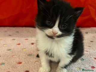 Mixed Breed cats Beautiful kittens for sale 🥰 - Advert 5