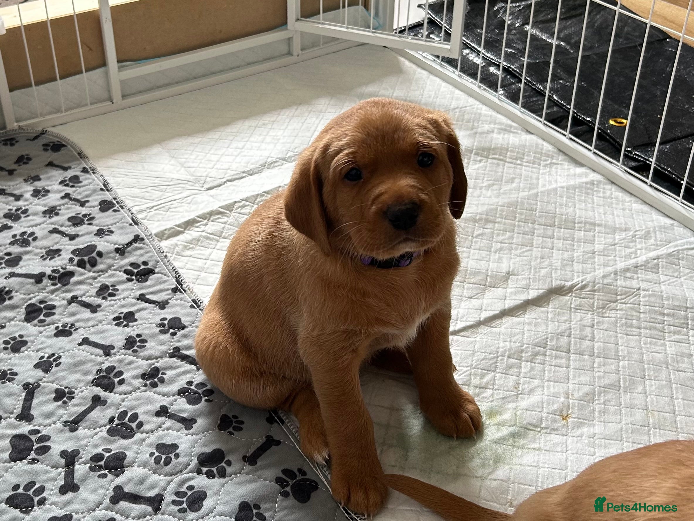 Labrador Retriever dogs KC Registered Fox Red Labrador Litter - Advert 2