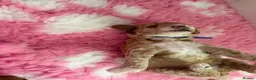 Labradoodle dogs for sale: Extensively DNA  ToY/mini labradoodle parents DNA  - Advert 8