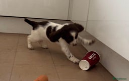 English Springer Spaniel dogs for sale: Calm, engaging Springer spaniel puppies. - Image 8