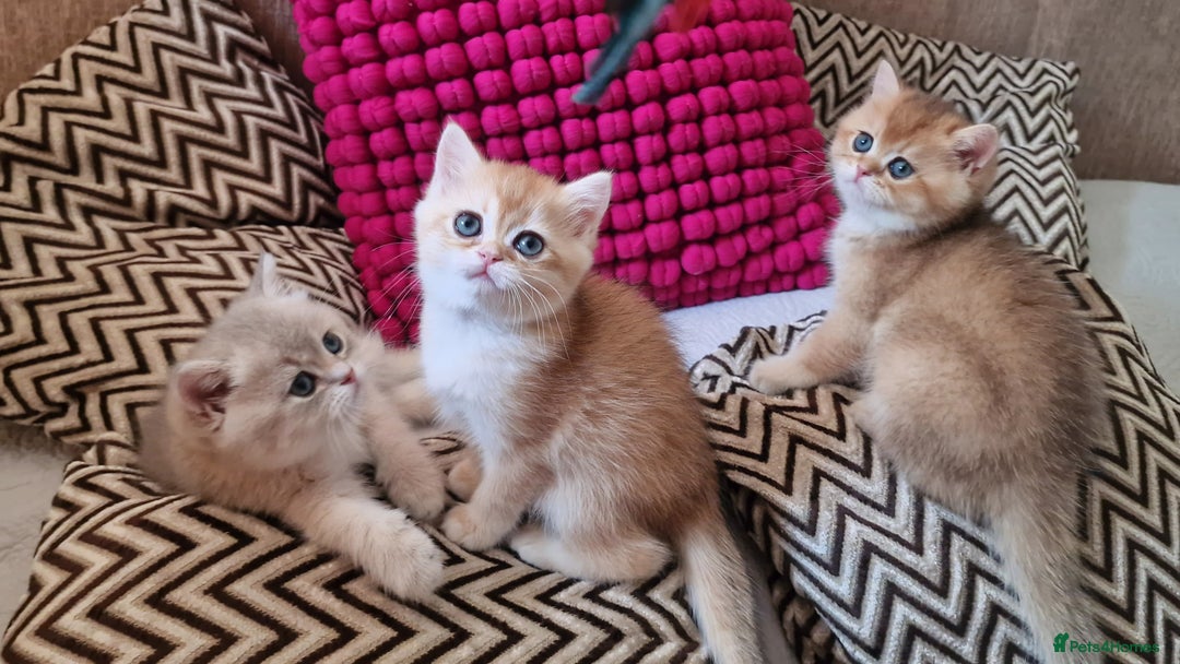 British Shorthair cats for sale: GOLDEN BRITISH SHORTHAIR KITTENS TICA  - Image 31