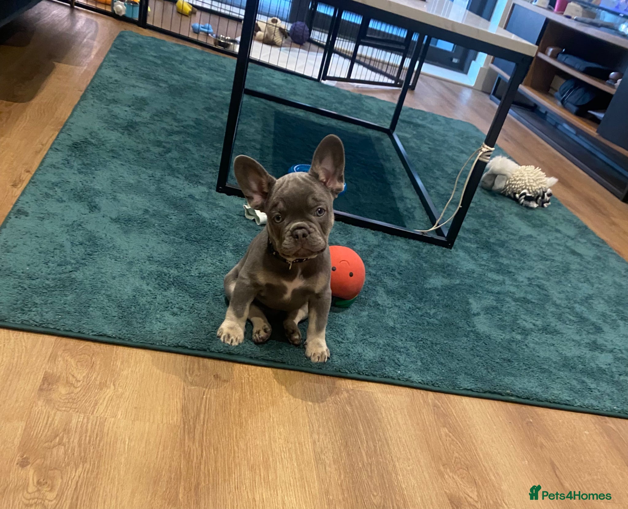 French Bulldog dogs Beautiful loving French bulldog male 11 weeks  - Advert 3