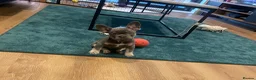 French Bulldog dogs for sale: Beautiful loving French bulldog male 11 weeks  - Advert 1