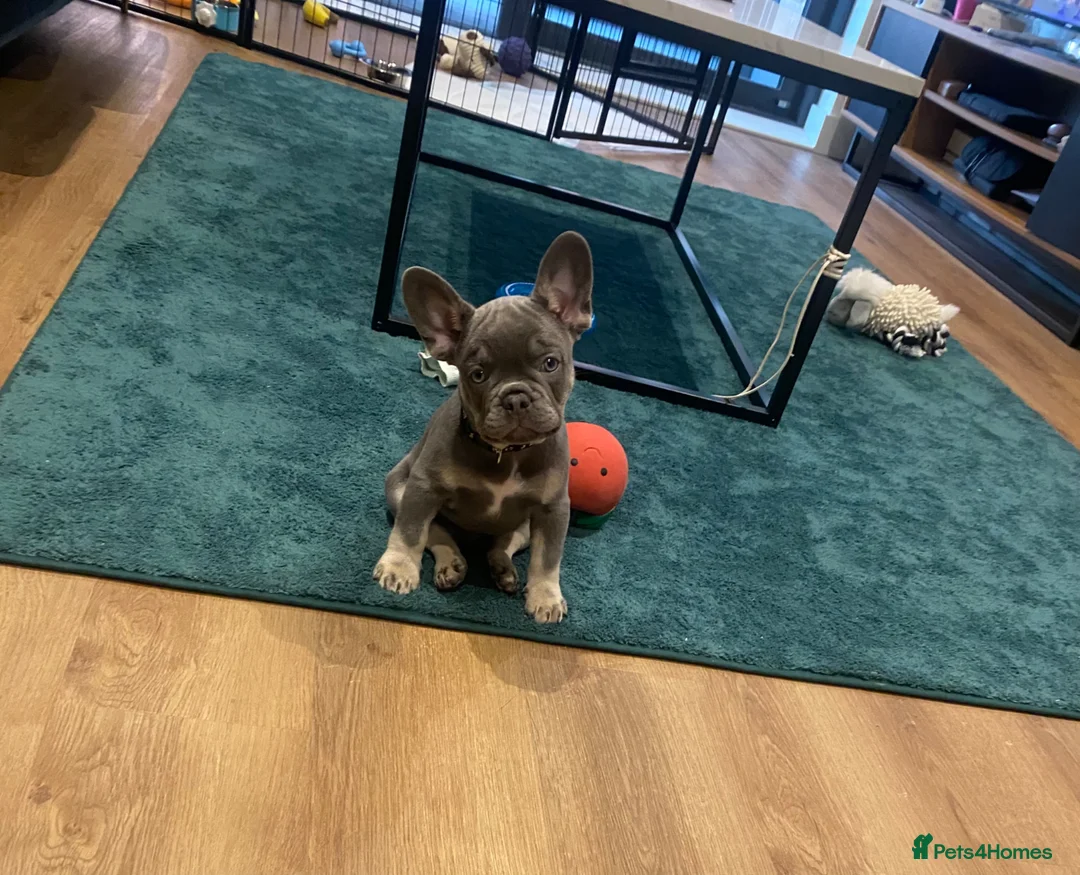 French Bulldog dogs for sale: Beautiful loving French bulldog male 11 weeks  - Advert 1