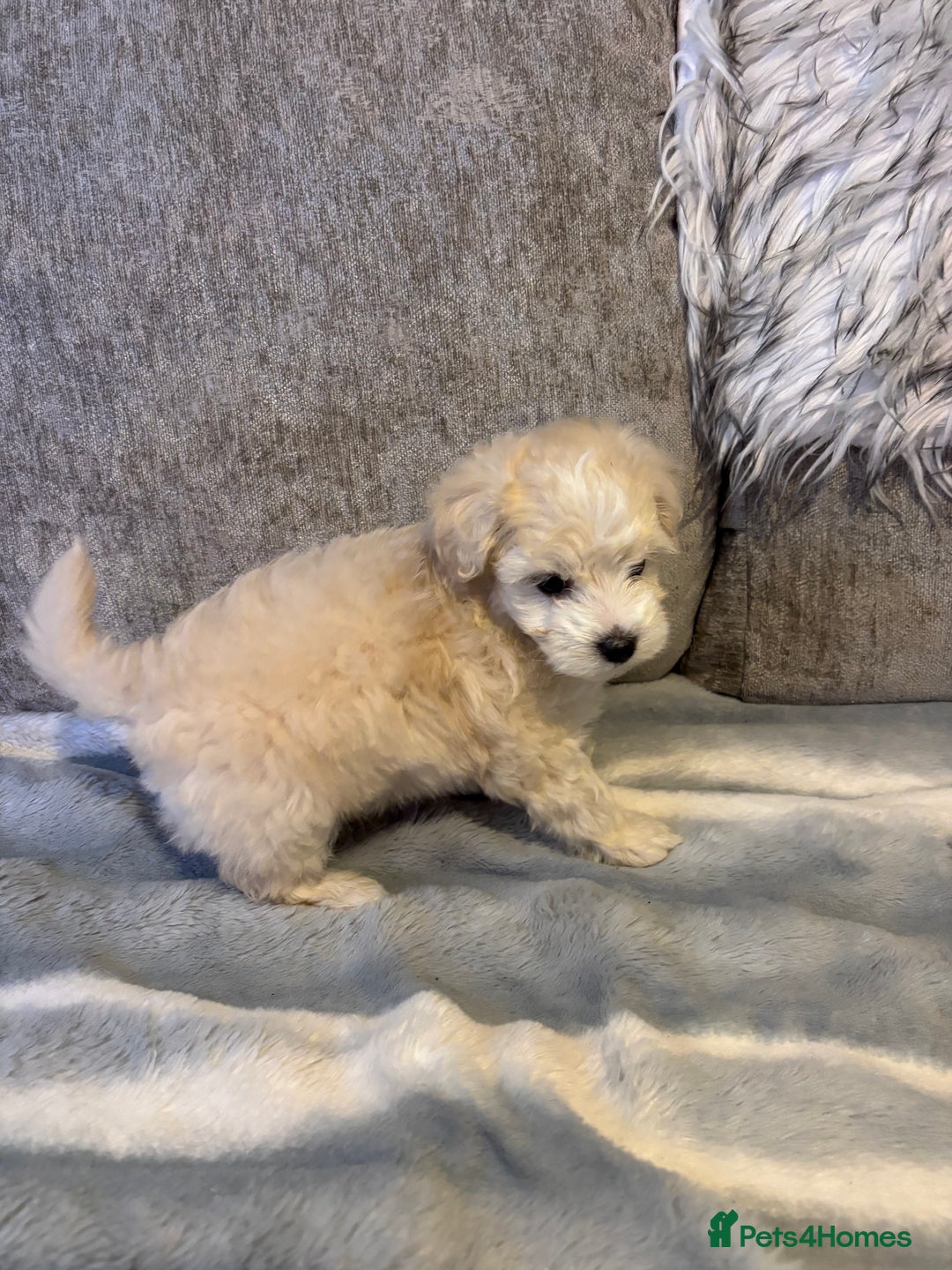 Maltipoo dogs for sale: Beautiful little maltipoo  - Advert 12