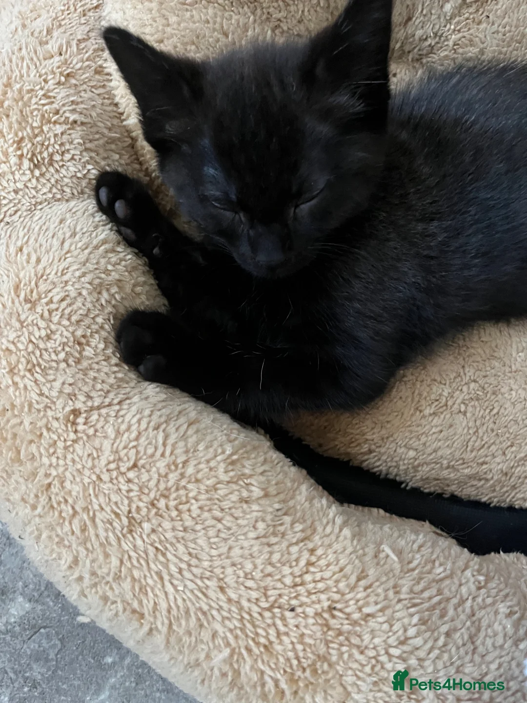 Mixed Breed cats for sale: Two female kittens ready to leave now - Advert 2