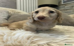 Miniature Dachshund dogs for sale: Longhairedd miniature dachshunds  - Image 13