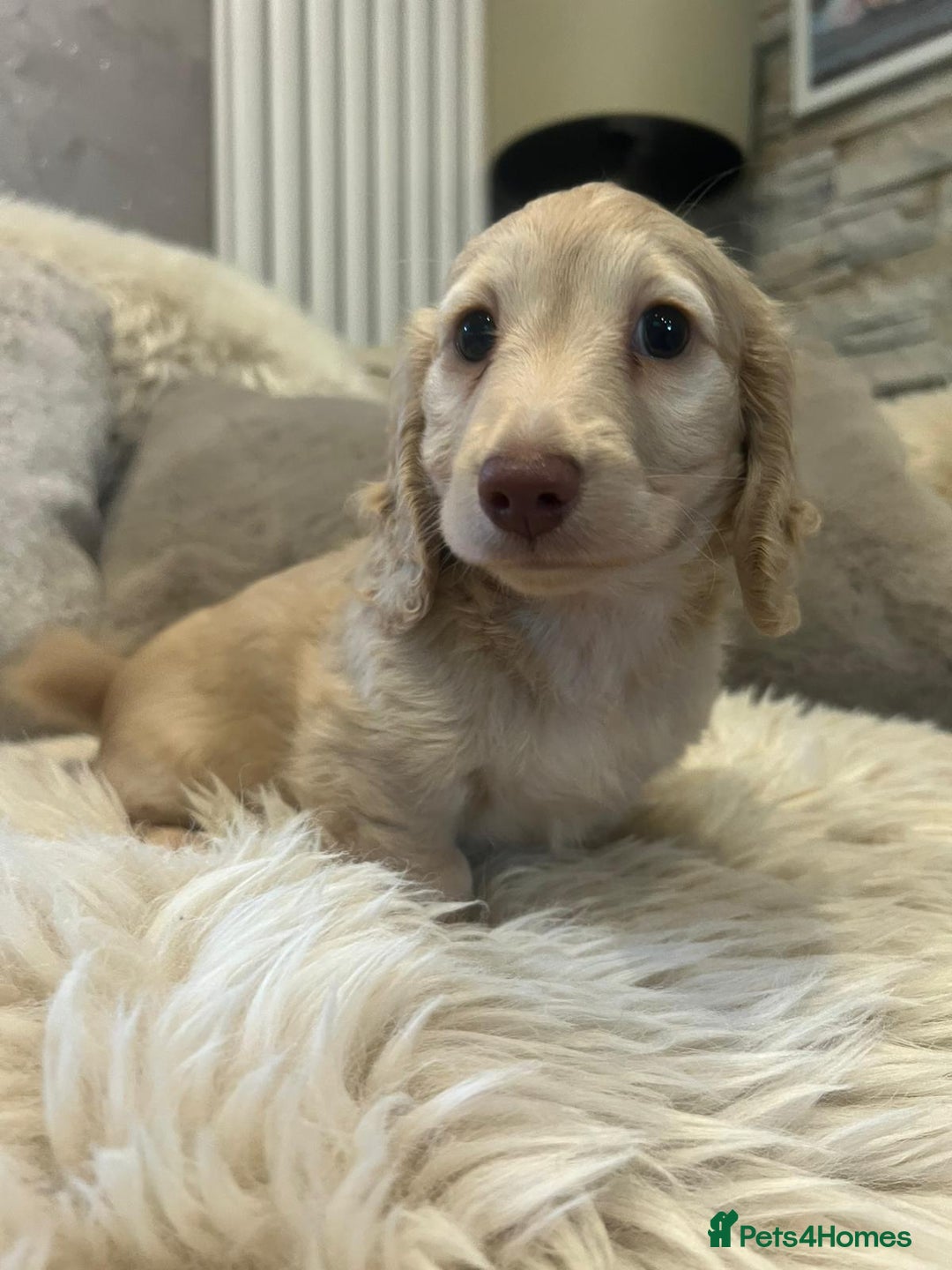 Miniature Dachshund dogs for sale: Longhairedd miniature dachshunds  - Image 13