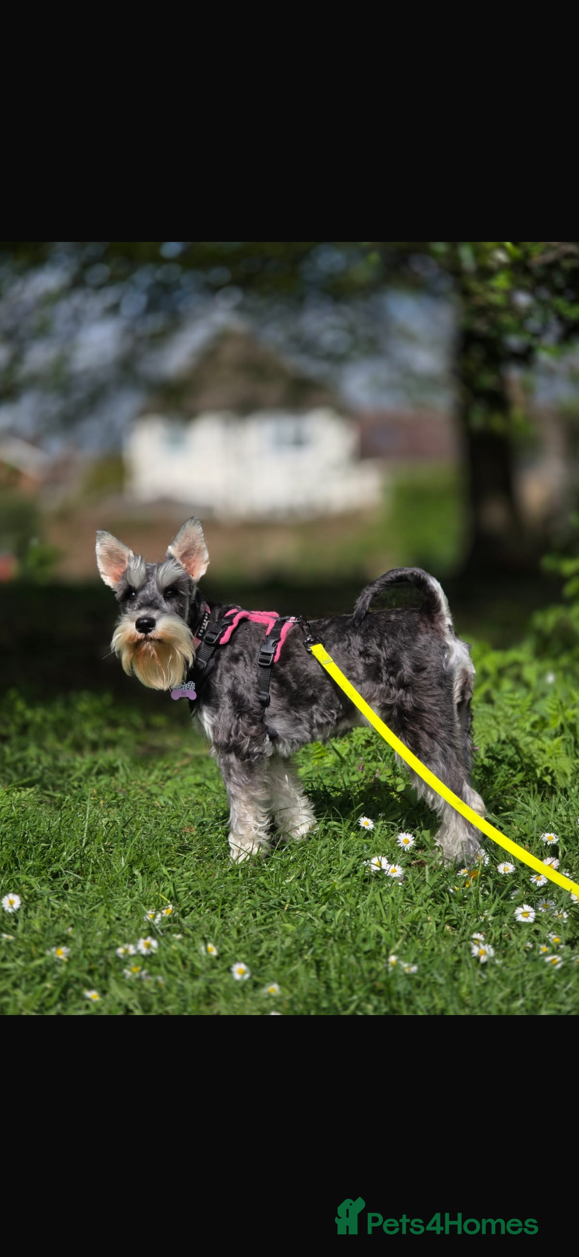 Miniature Schnauzer dogs KC Registered Miniature Schnauzer Puppies  - Advert 9