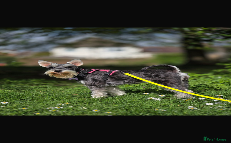 Miniature Schnauzer dogs KC Registered Miniature Schnauzer Puppies  - Advert 1