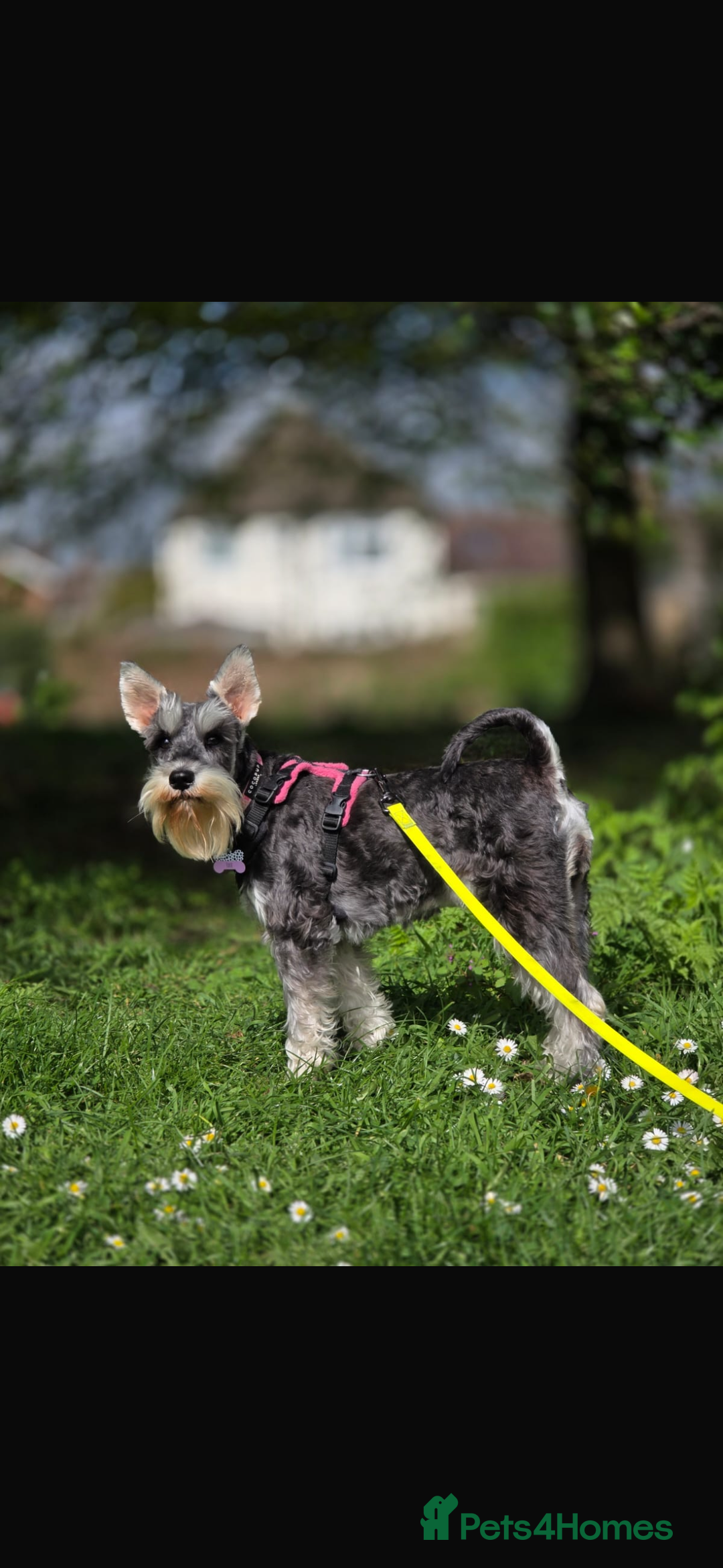 Miniature Schnauzer dogs for sale: KC Registered Miniature Schnauzer Puppies  - Advert 1