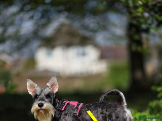 Miniature Schnauzer dogs KC Registered Miniature Schnauzer Puppies - Advert 2