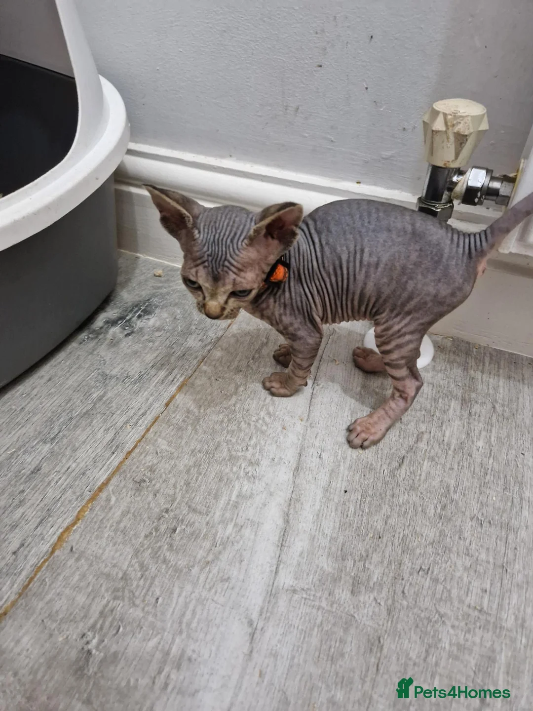 Sphynx cats for sale: Beautifull Tica sphynx kittens - Advert 2